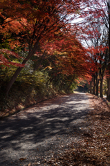 紅葉と木漏れ日と