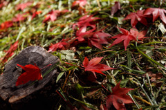 足下の紅葉