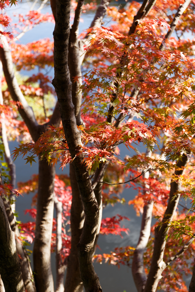 紅葉と木漏れ日と