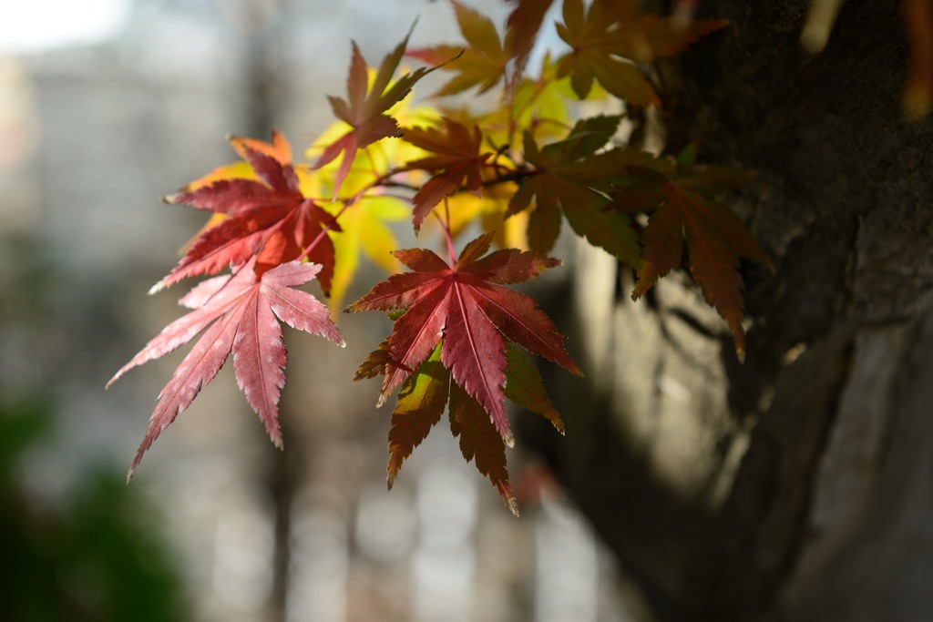 小さな紅葉