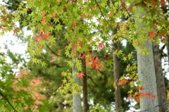 紅葉