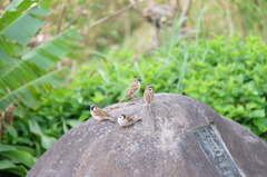 チュンチュン、チュン、チュチュン