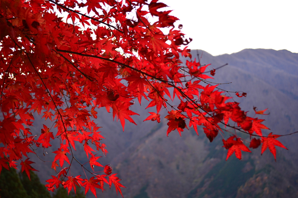 紅葉「大切な思い出」