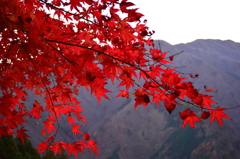 紅葉「大切な思い出」