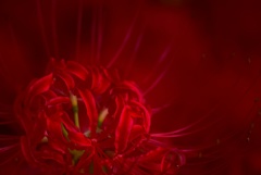 深紅