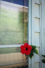 red flower