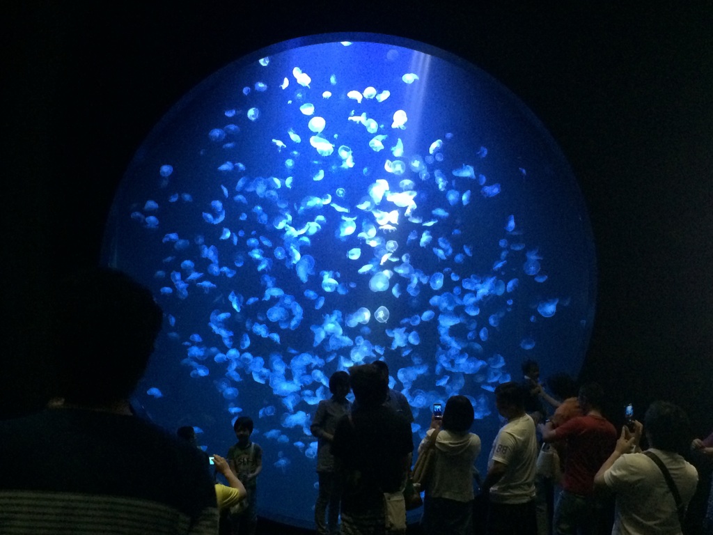 クラゲの水族館