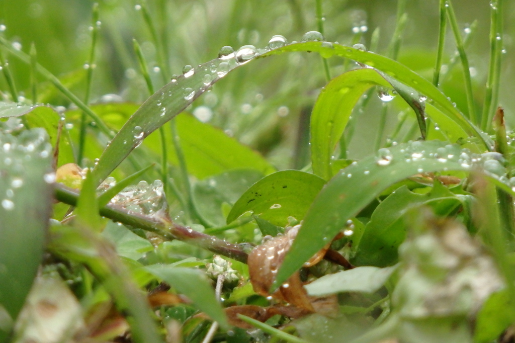 雨あがりの草地