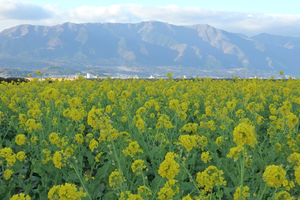 菜の花と比良山系