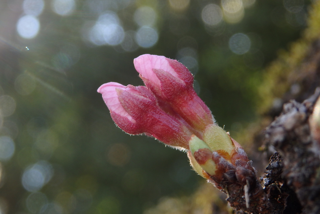 桜の蕾