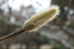 コブシの冬芽