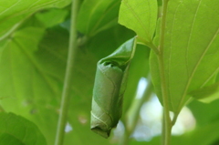 ヒメゴマダラオトシブミの揺籃（寄主植物：エノキ）