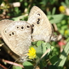 交尾中のヒメウラナミジャノメ