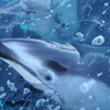 のとじま水族館のイルカ