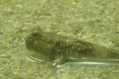 のとじま水族館のトビハゼ