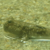 のとじま水族館のトビハゼ