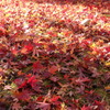 モミジの絨毯