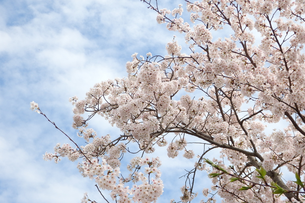 桜と空