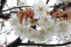 雨に濡れた桜