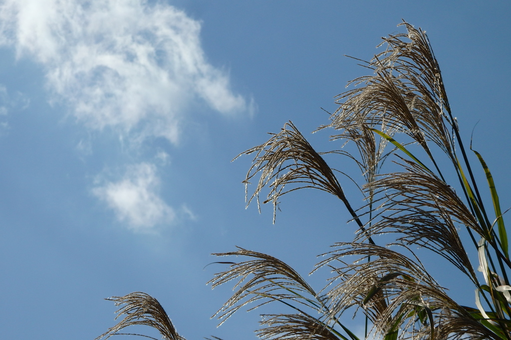 ススキと雲