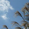 ススキと雲