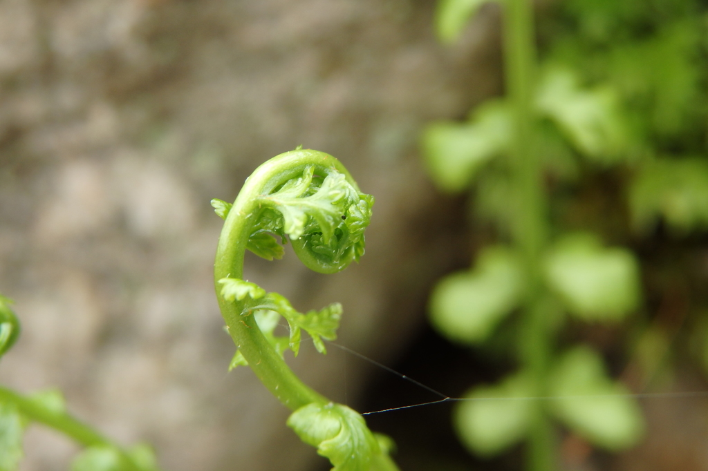 シダ植物の新芽