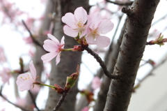 桜