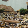琵琶湖博物館のホトケドジョウ