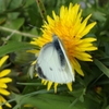 モンシロチョウ