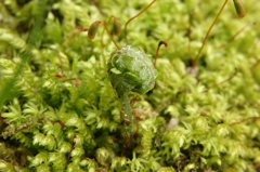 シダ植物の新芽