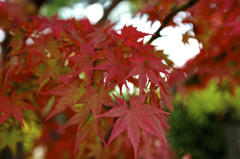 MOMIJI