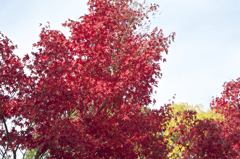 MOMIJI