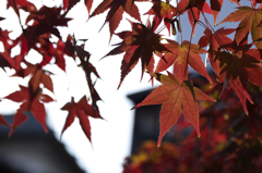 MOMIJI