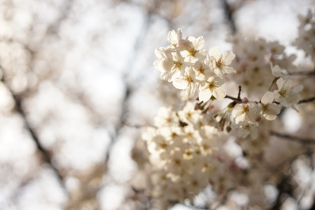 桜 #1