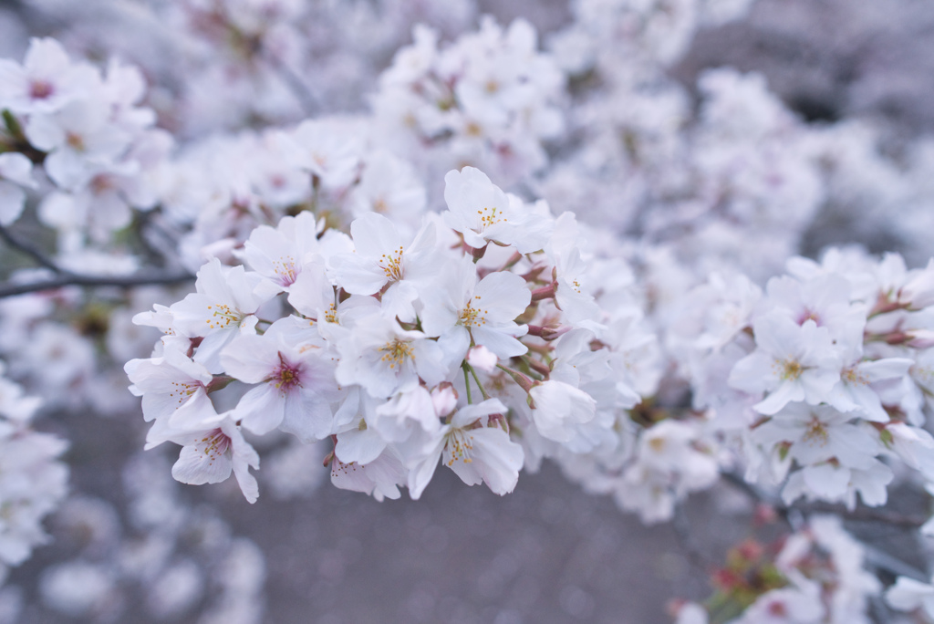 朝早く起きてひっそりとお花見