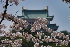 お城と桜
