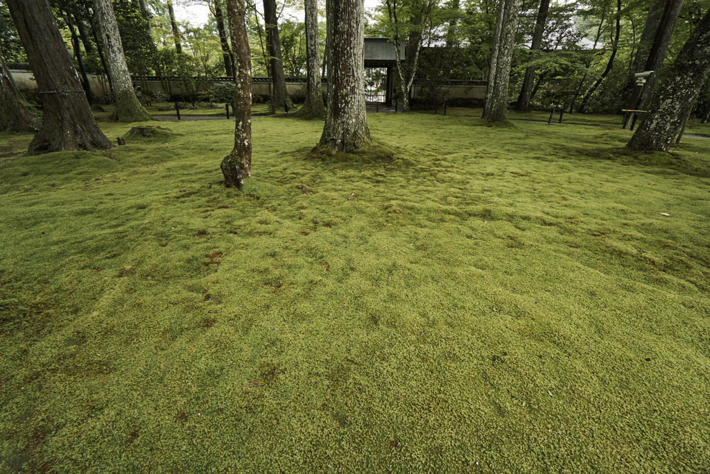 苔庭　in　三千院