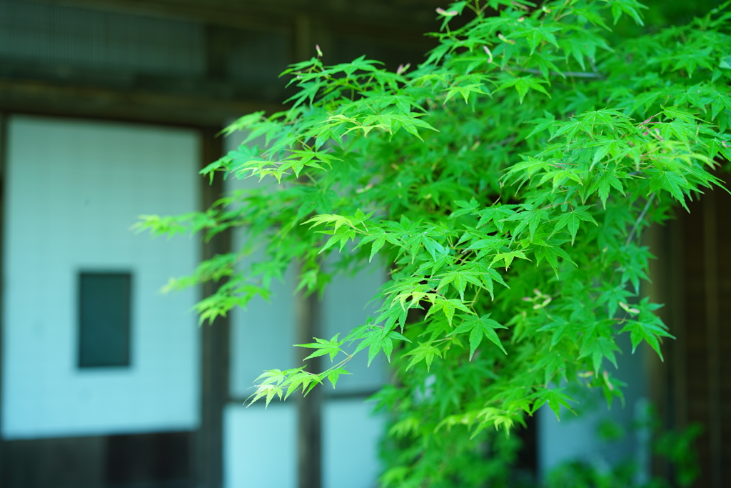 九年庵　紅葉