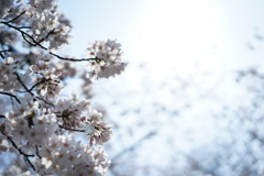 桜 #4