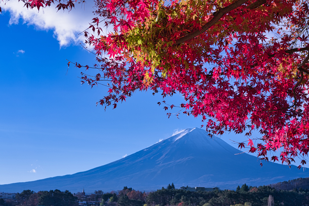 富士と紅葉のセット