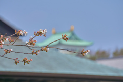 つぼみの桜
