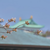 つぼみの桜