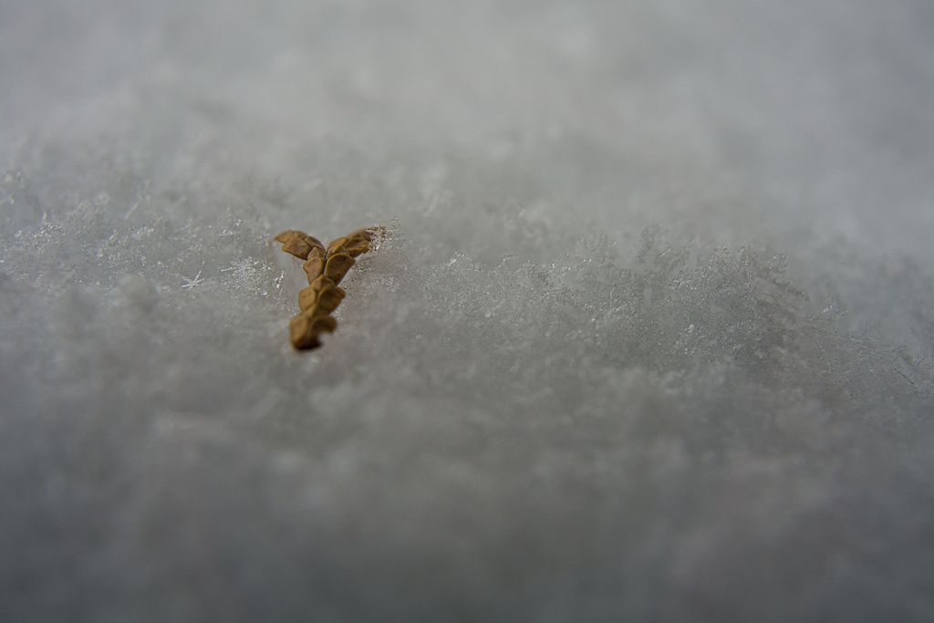 ハーフマクロにチャレンジ