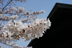 桜 #5