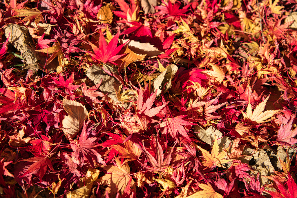 紅葉がいっぱい