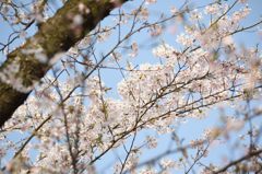 角館の桜