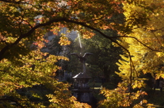 Hibiya  autumn