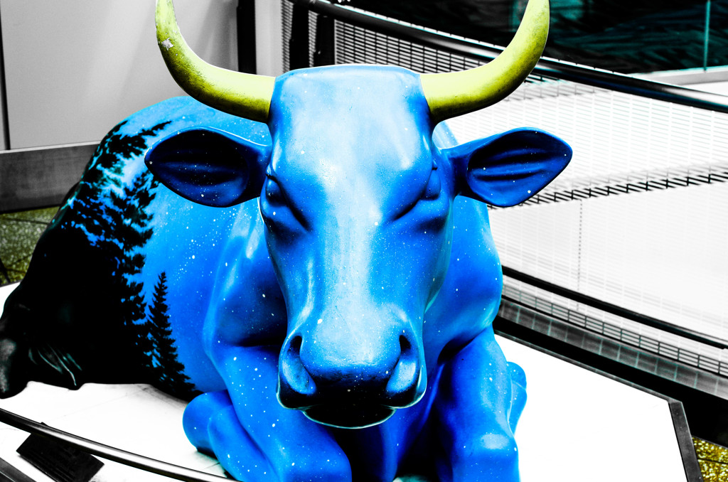 blue bull
