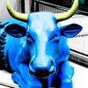 blue bull