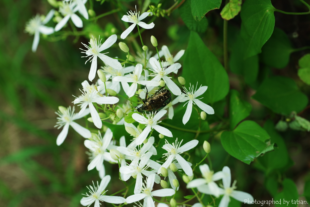 花粉？いいえ模様です